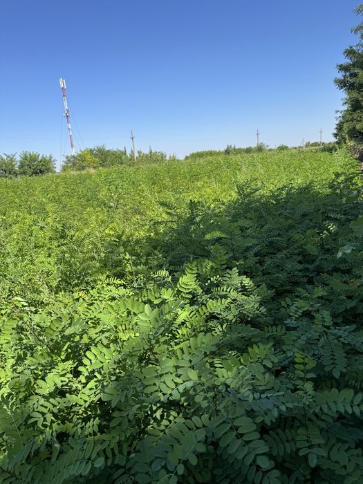 Puieti de salcam, ulm, stejar, paulownia, tei, gladita,mesteacan