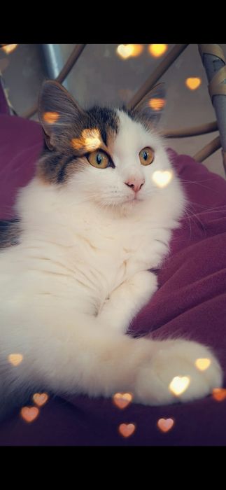 Бесплатно кошечка!