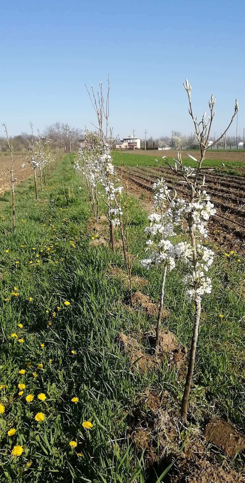 Vand pomi fructiferi si arbusti fructifer