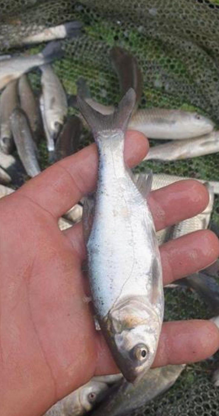Puiet peste: Salau,somn,crap,amur,fitofag,novac,sanger,caras