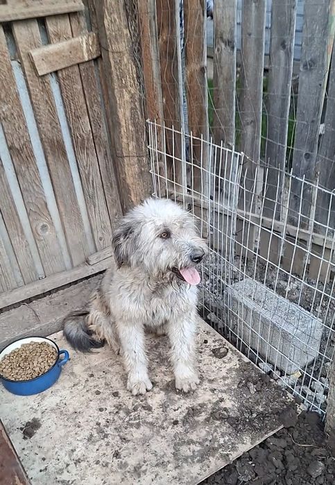 Ciobanesc Mioritic femela 8 luni.