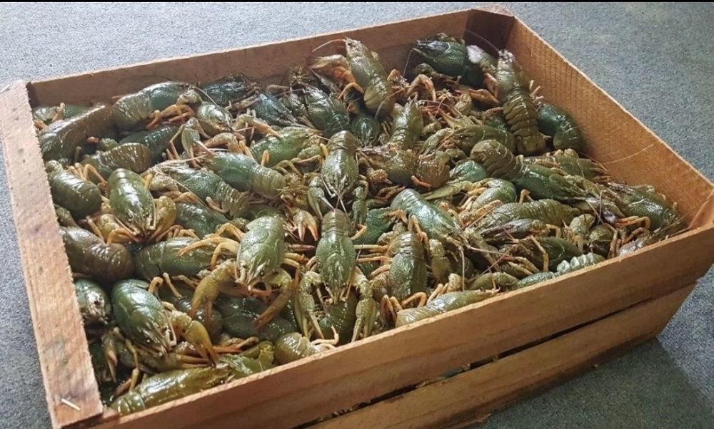 Раки живые живые раки