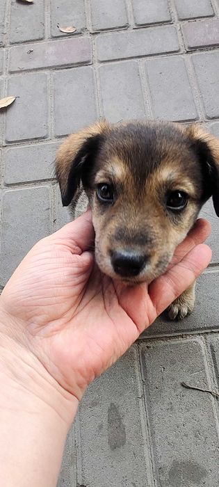 Отдам щенка девочку звоночка в добрые руки