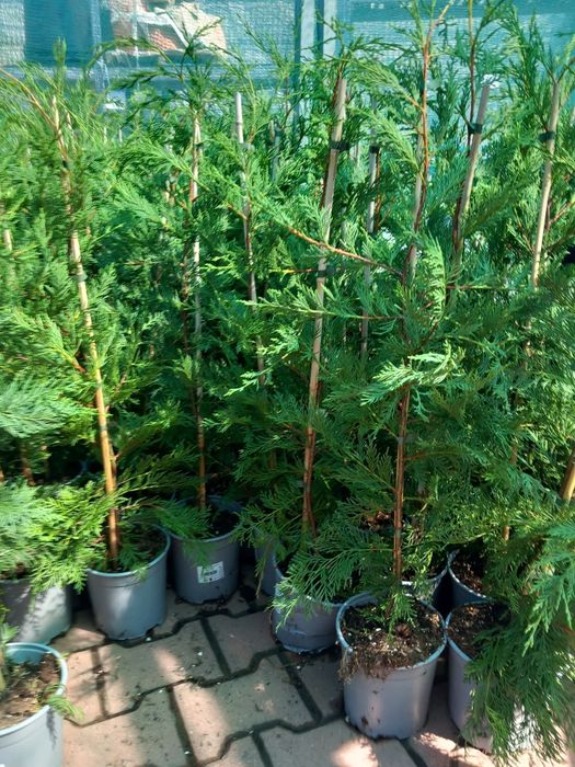 Vând puieți de tei arginti la  ghiveci  și leylandy la ghiveci