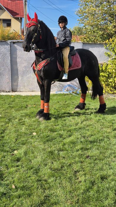 Armasar friesian pt copii- cal de scoala