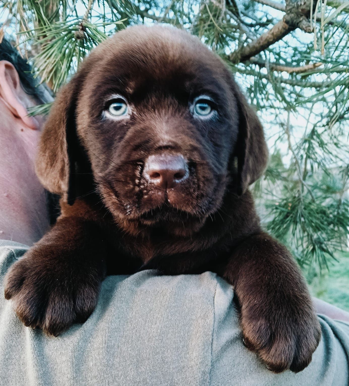Labrador Retriever cu Pedigree Tip A – Pui de Vânzare