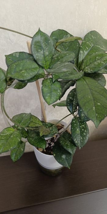 Хойя Крассипетиолата сплеш