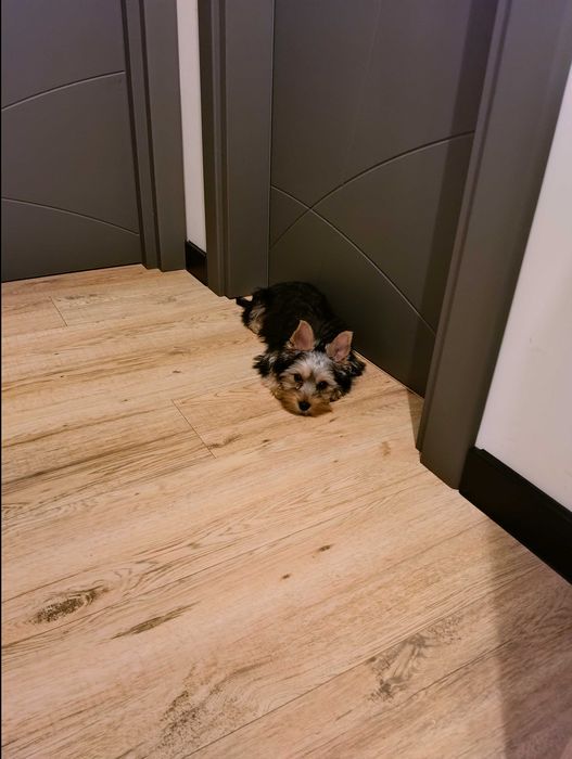 Йорки момиче 4 месеца