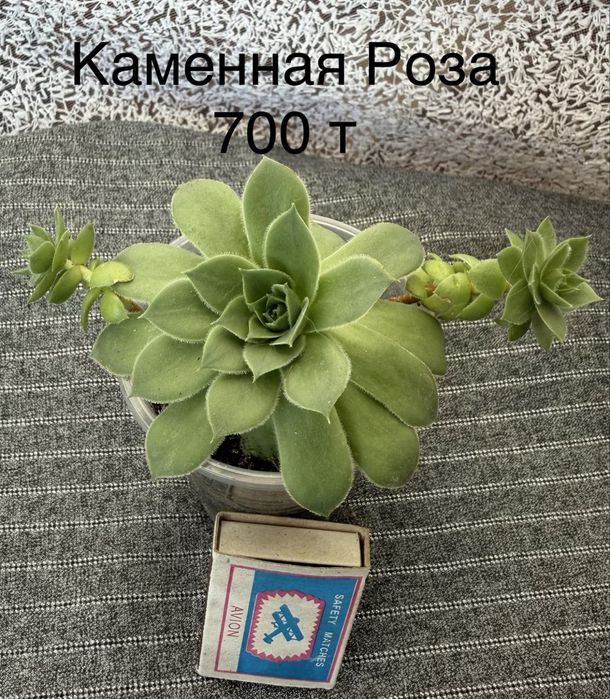 Комнатные растения