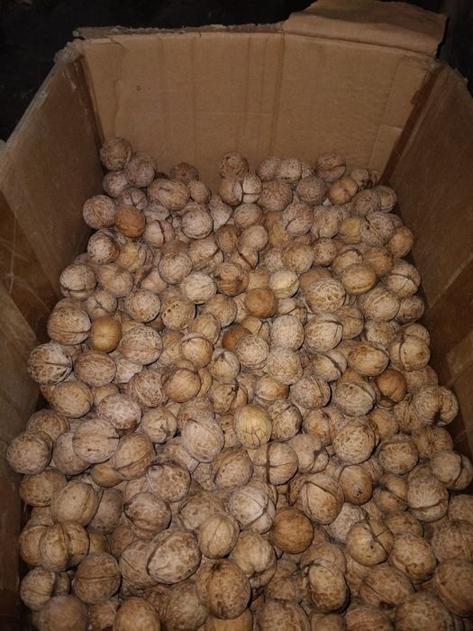 Грецкий орех с огорода