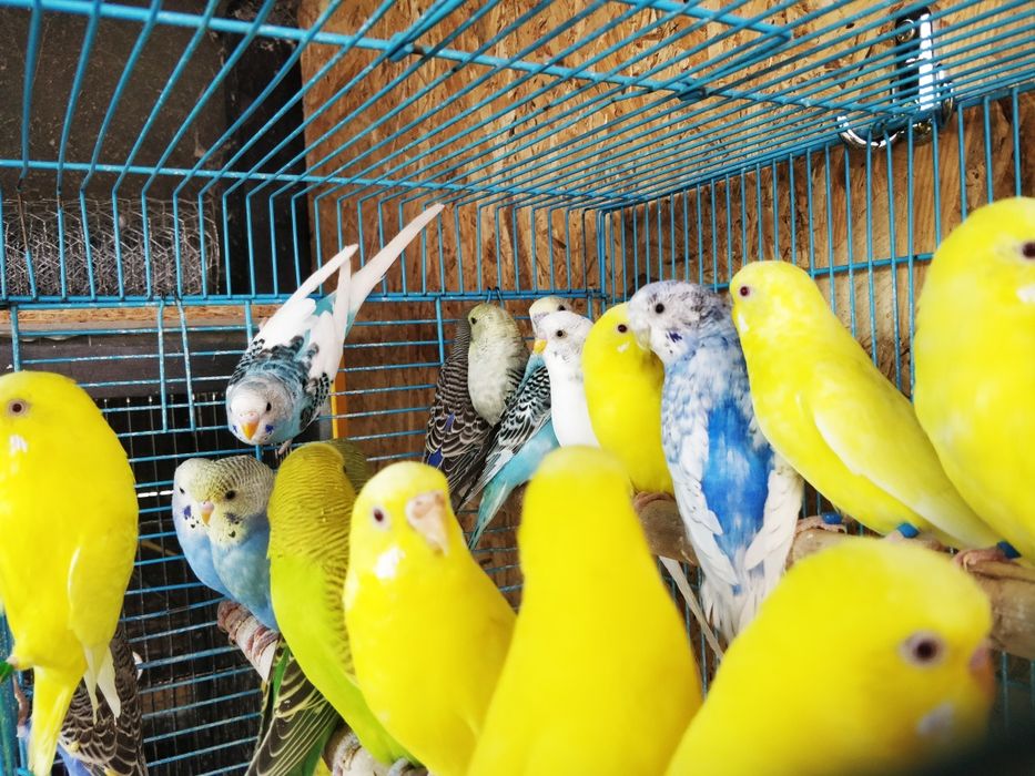 Perusi frumos colorati. Papagali deosebiti