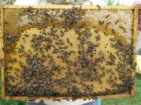 Продам зимовалых зимостойких пчел, пчелосемья