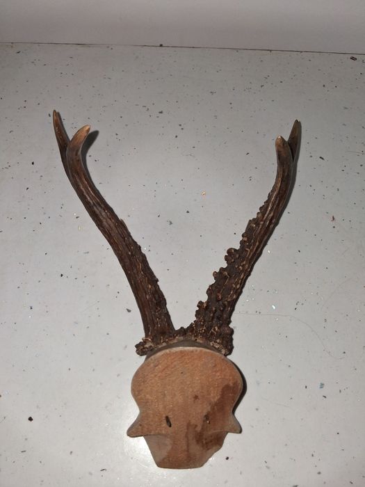 Trofeu Coarne caprior