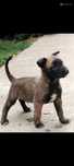 Donez Ciobanesc Malinois BELGIAN