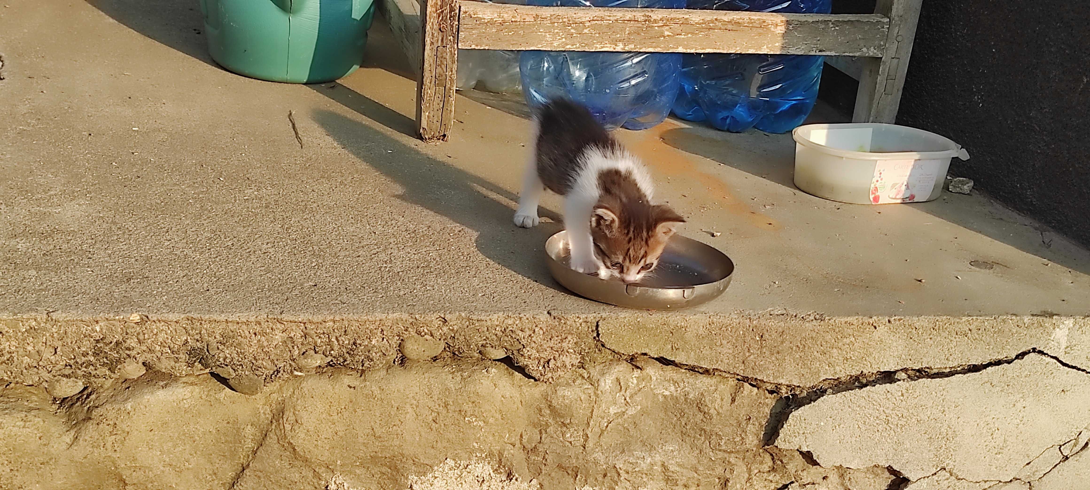 Подарявам котенца
