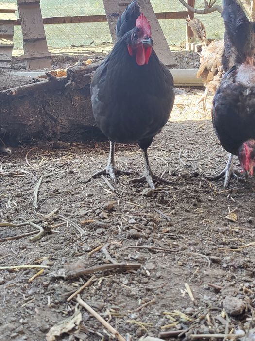 Vând găini Australorp 100 ron