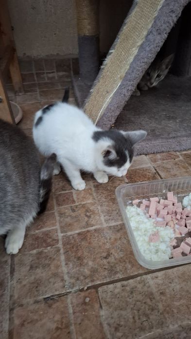 Puiuti de pisica care isi cauta o nouă casuta