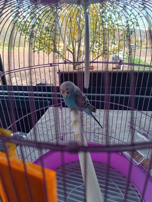 Peruș albastru femelă