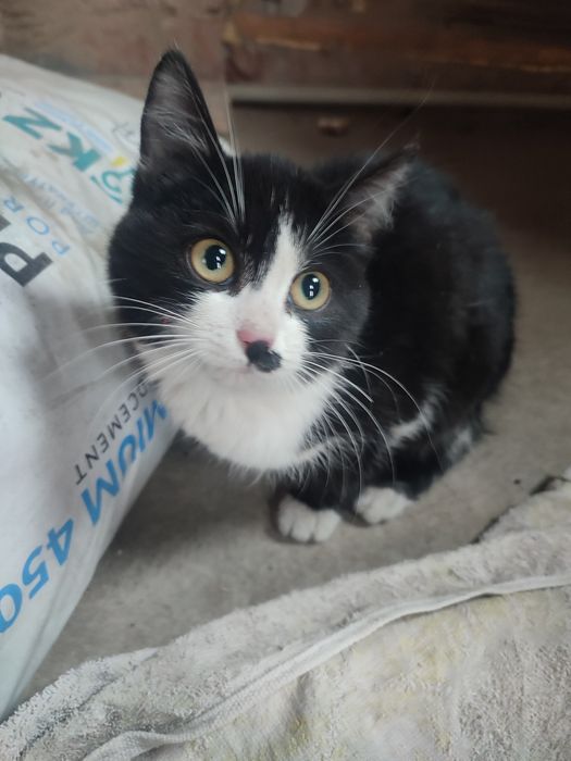 Отдам котенка в добрые руки