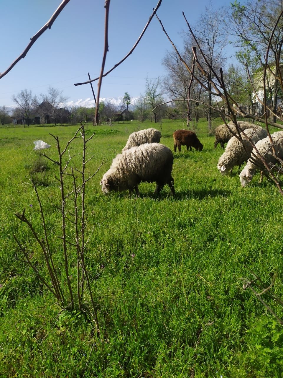 Продам Баран срочно