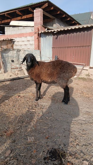 Семыз токты сатылады