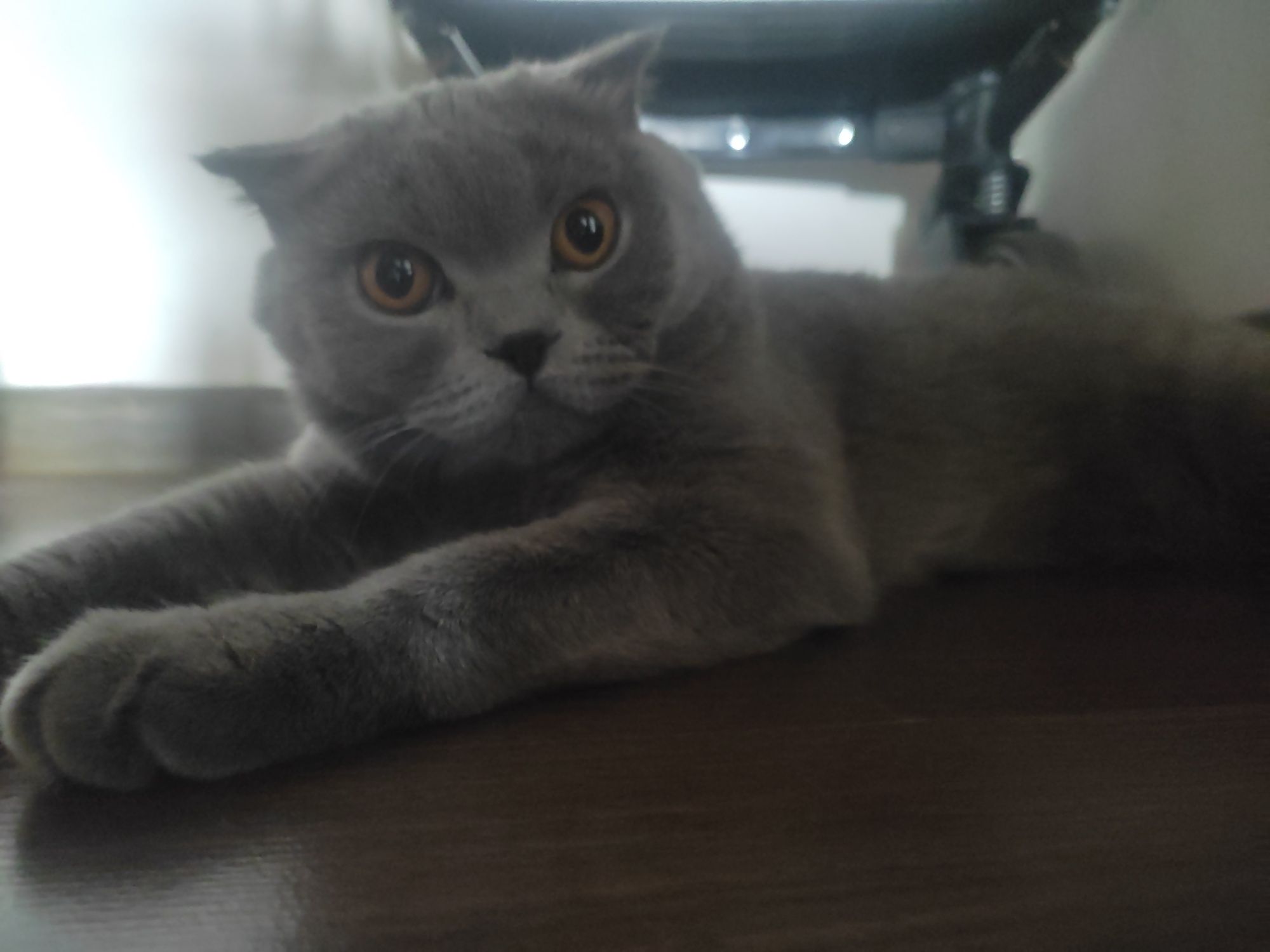 Продаются котята скотиш фолд!