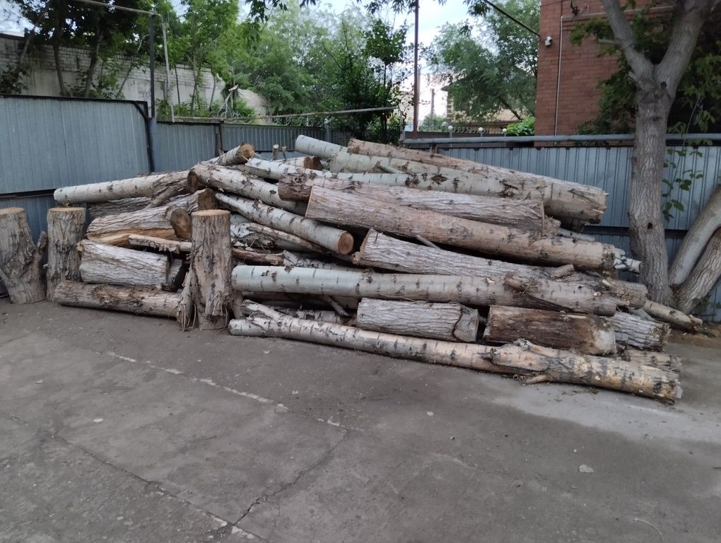 Брёвна и ветки топеля