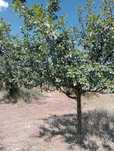 Vand prune pentru tuica, gem, compot