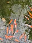 Vand crapi koi. In Timisoara