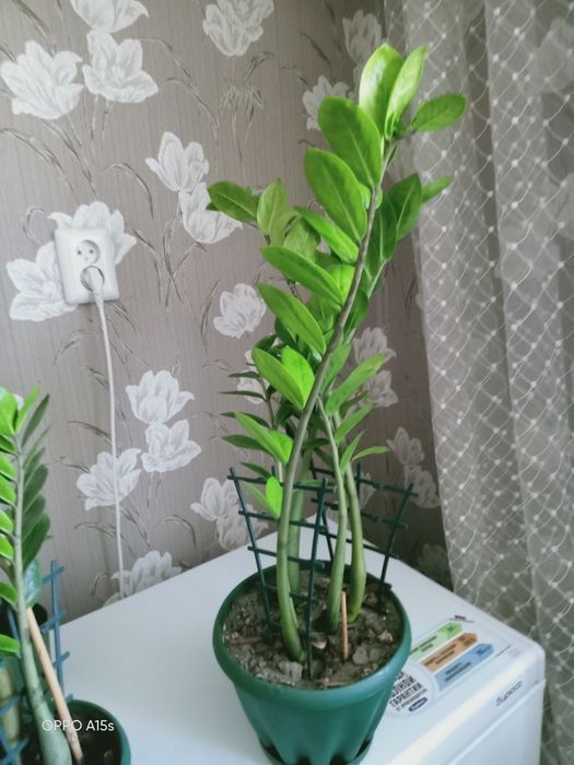Продам долларовое дерево( замиокулькас)