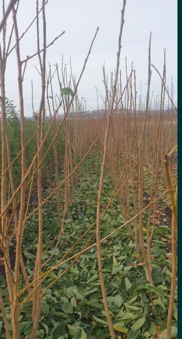 Producător butasi vita de vie și pomi fructiferi