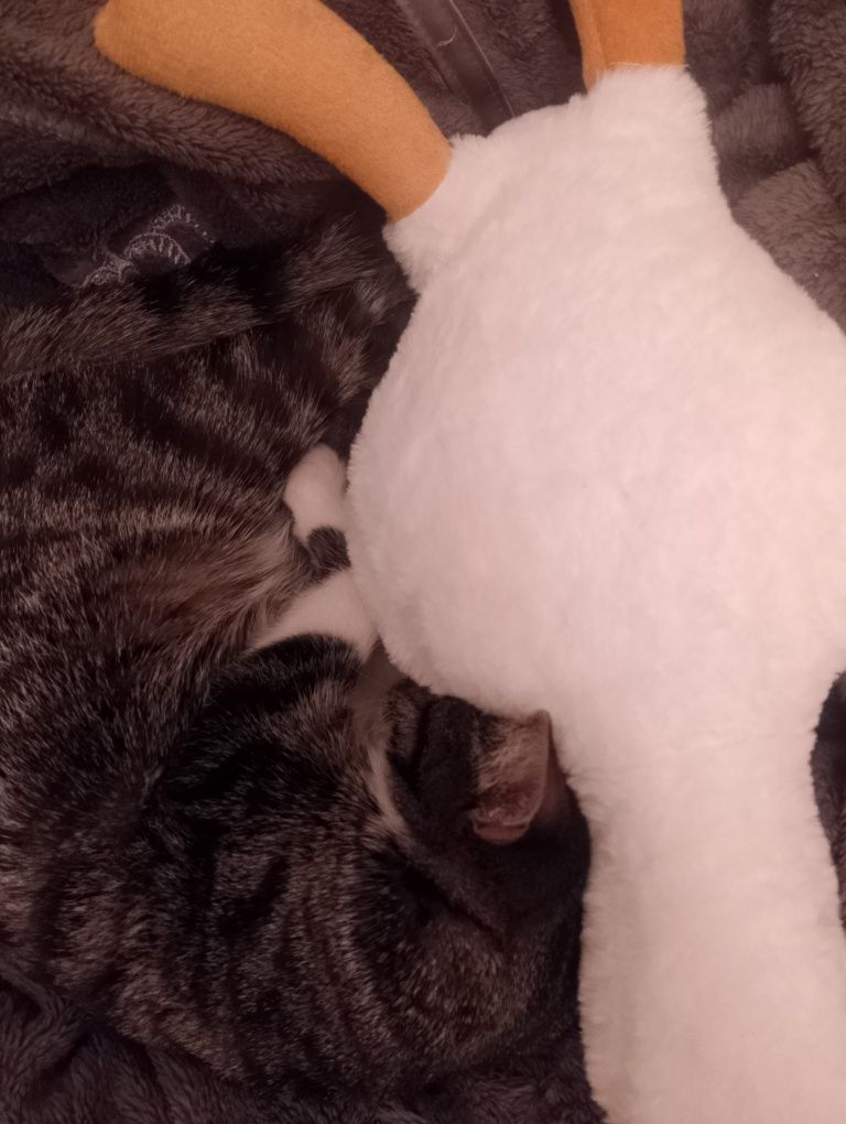 Котёнок, девочка