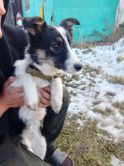 Щеночки ищут дом