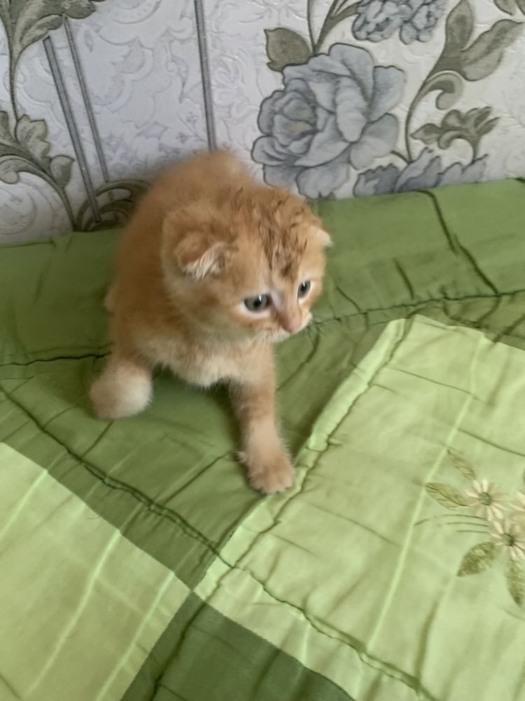 Scottish Fold Zolotaya