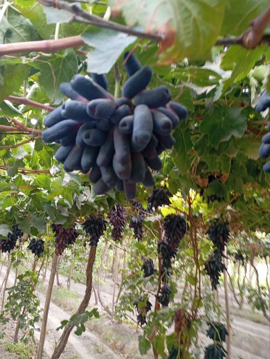 Avatar uzum nixoli. Donaksiz