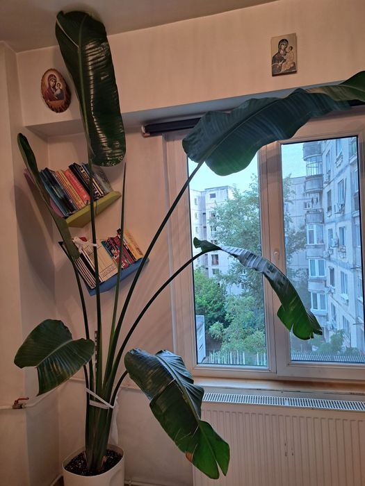 Vând Strelitzia, diferite dimensiuni.