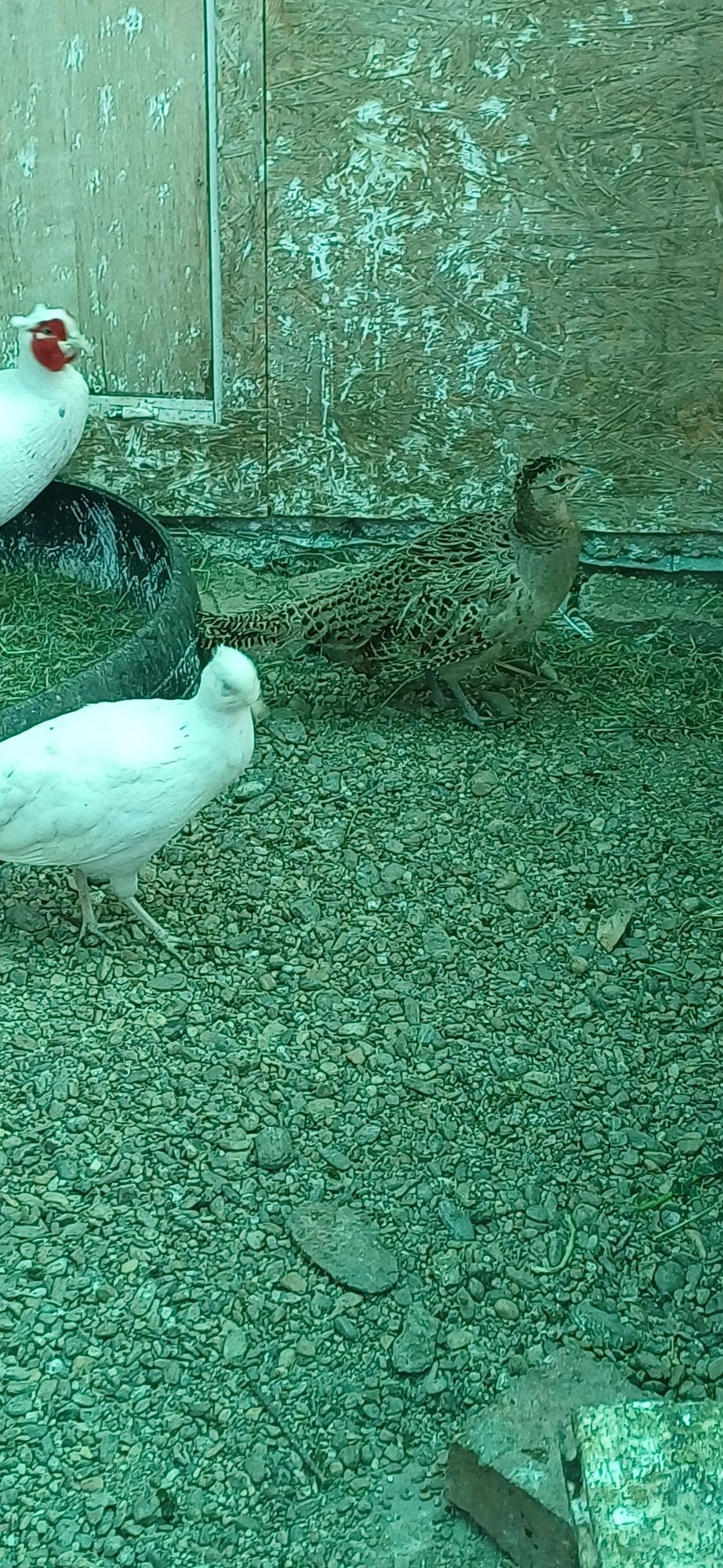 Pereche fazan alb matură