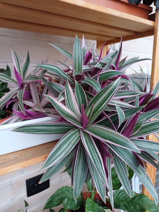 Рео розовый, комнатное растение