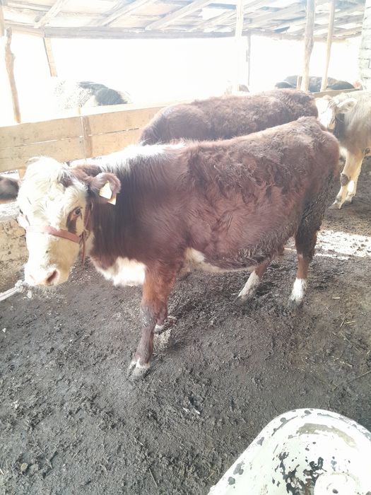 Парода гуножинлар сотилади