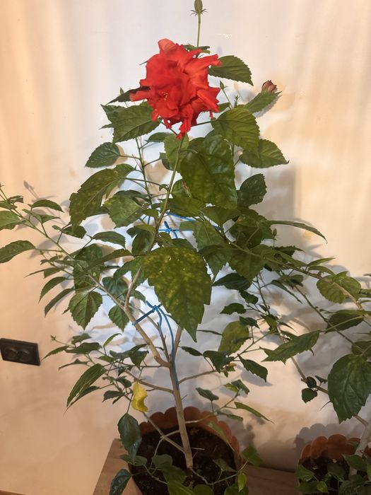 Flori la ghiveci ( trandafiri japonezi /leandri )