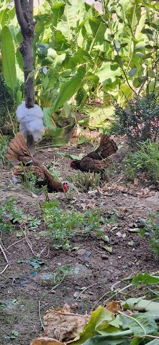 Сибрайт япон зотли