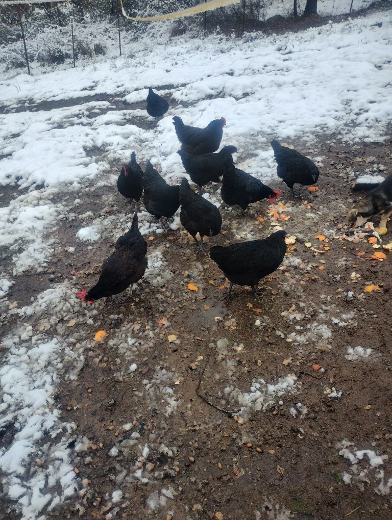 Буркан пилешко месо