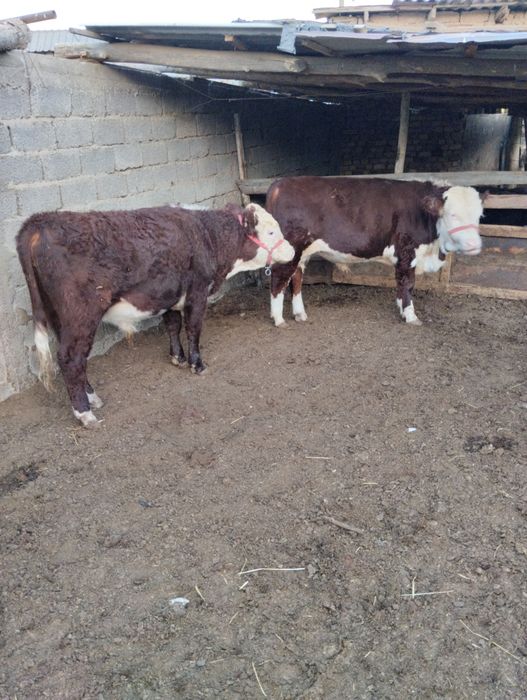 Srochna toza grefort buqalar sotiladi