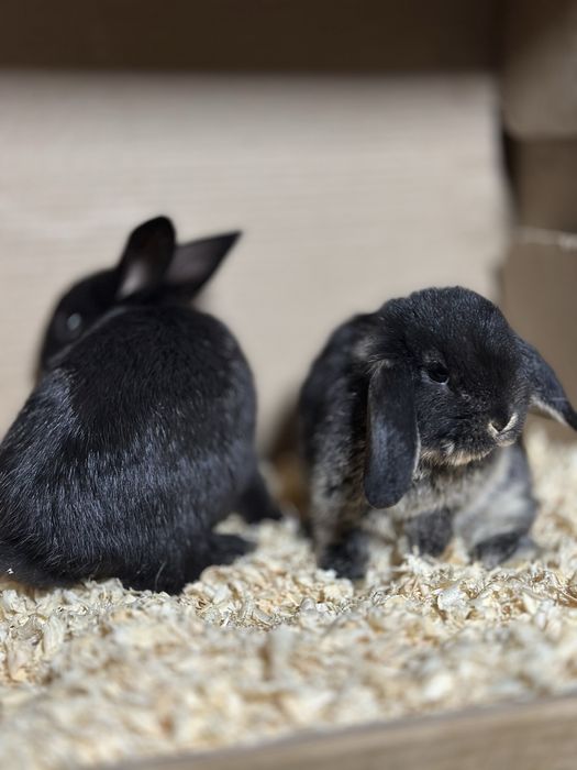 Karlik baran sotiladi 45 kunlik soni 2 ta