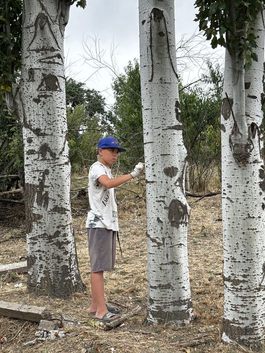 Теректер бүгін қырқылды дайын