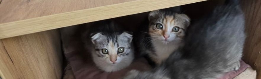 Срочно отдам даром котят