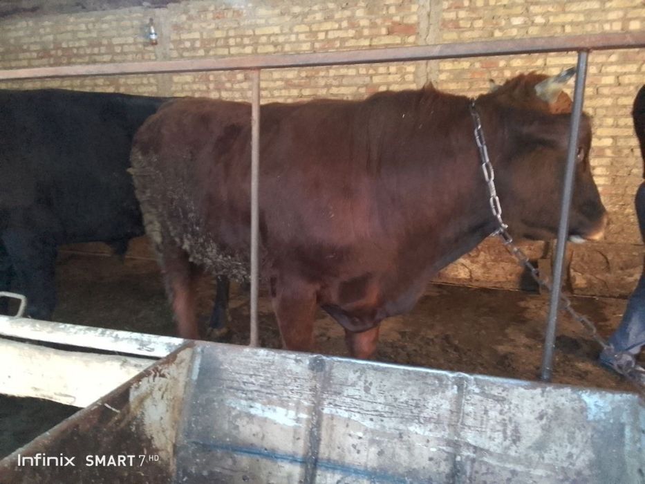 Semiz buqala boqilaykoni xam bo