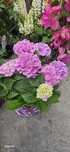 Hortensia tip pom. Hortensia paniculata.Hortensia globulara
