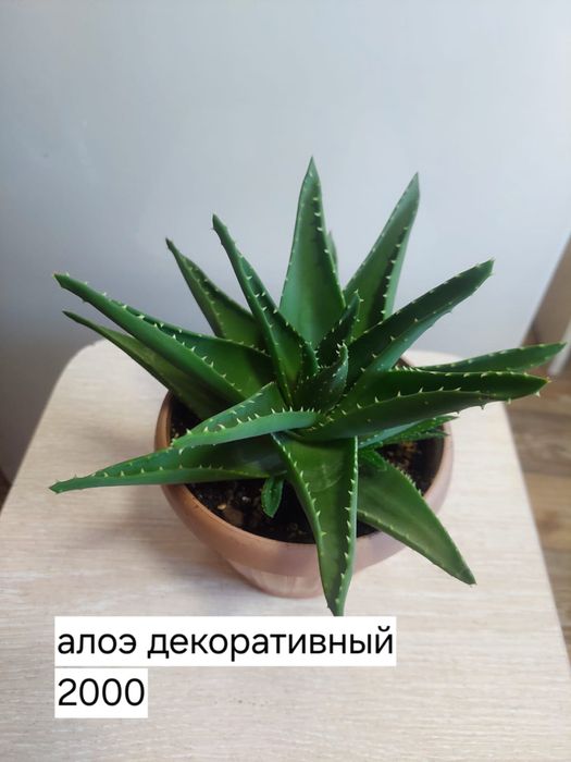 Комнатные растения цветки в горшках