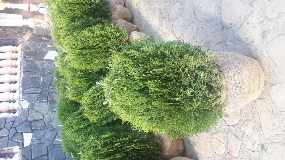 Tuia plante ornamentale